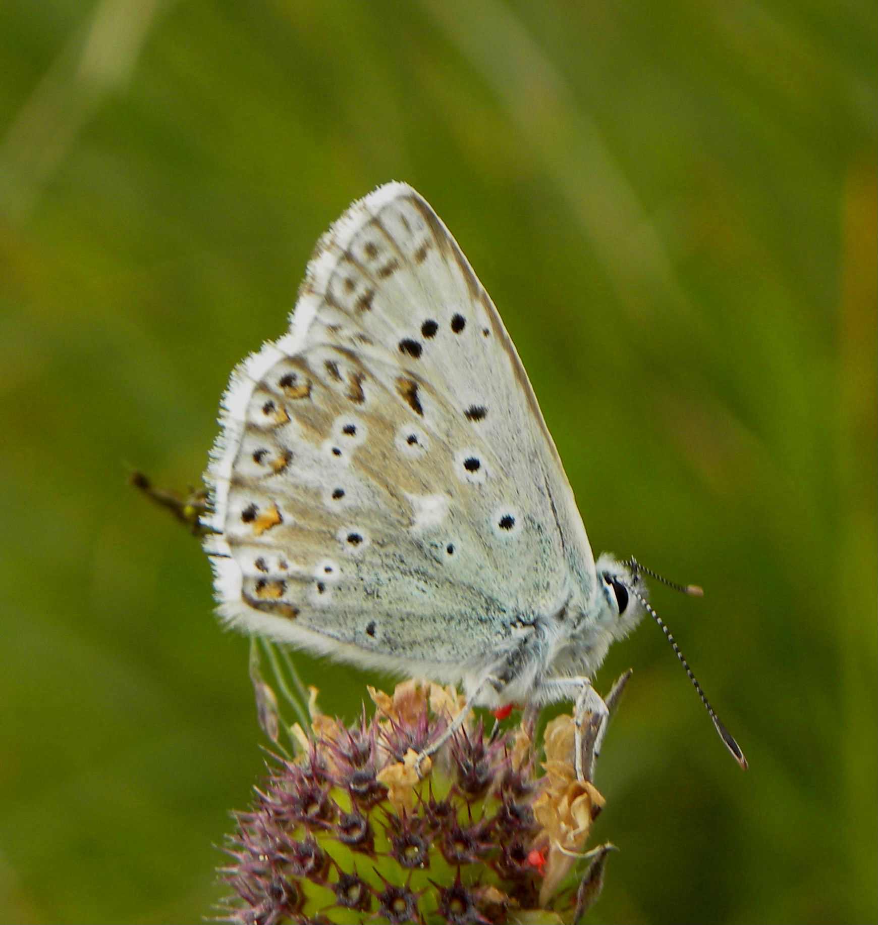 farfalla da identificare